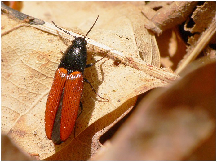 Ampedus sp.