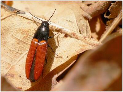 Ampedus sp.