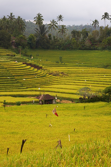 Bali 8