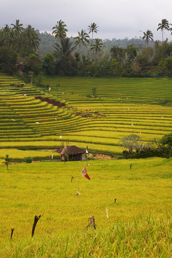 Bali 8