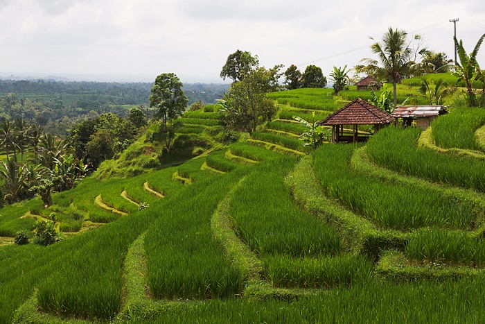 Bali 94