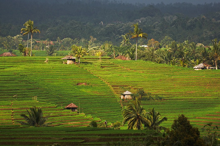 Bali 12