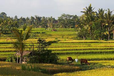 Bali 71