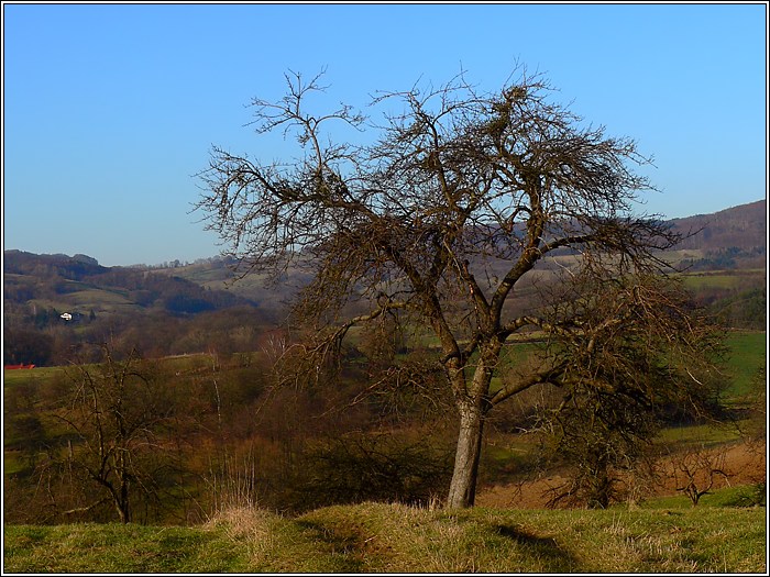 Baum im Odenwald