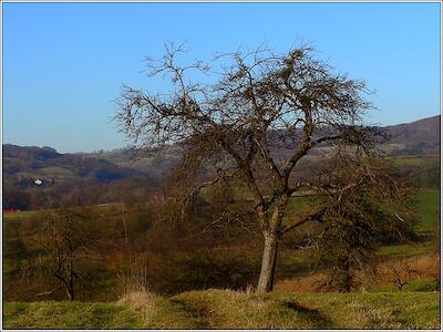 Baum im Odenwald
