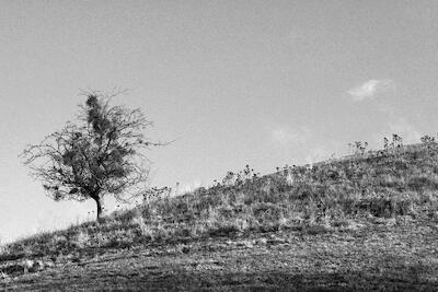 Baum am Hügel