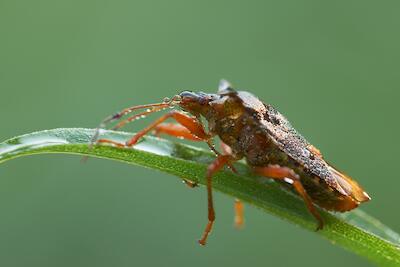 Rotbeinige Baumwanze
