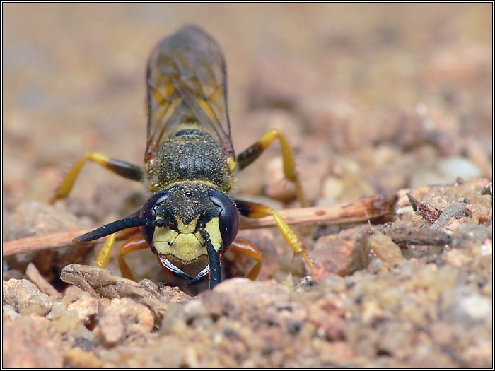 Bienenwolf