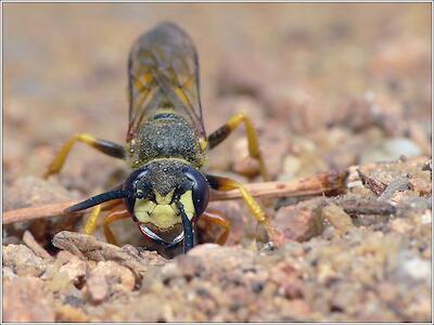 Bienenwolf