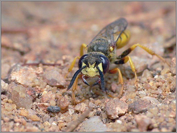 Bienenwolf