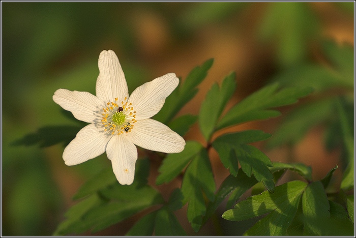 Blüte