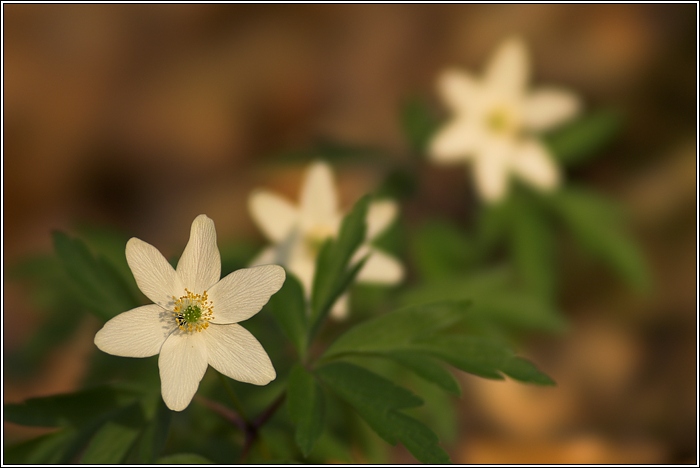 Blüten