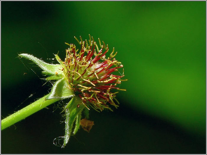 Blüte