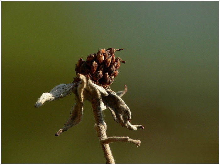 Brombeere