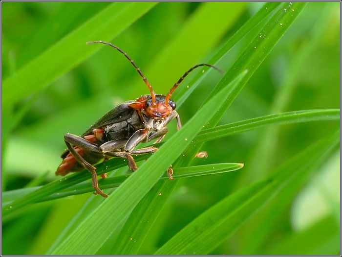 Weichkäfer