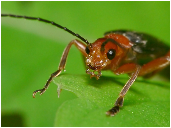 Cantharis sp.