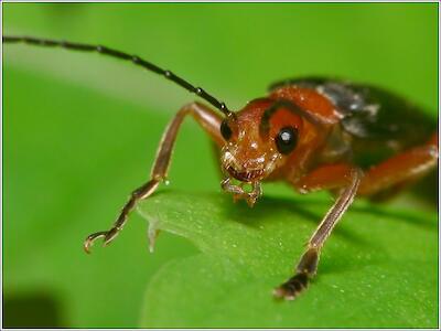 Cantharis sp.