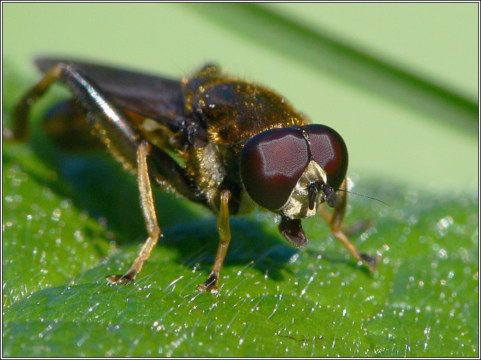 Schwebfliege