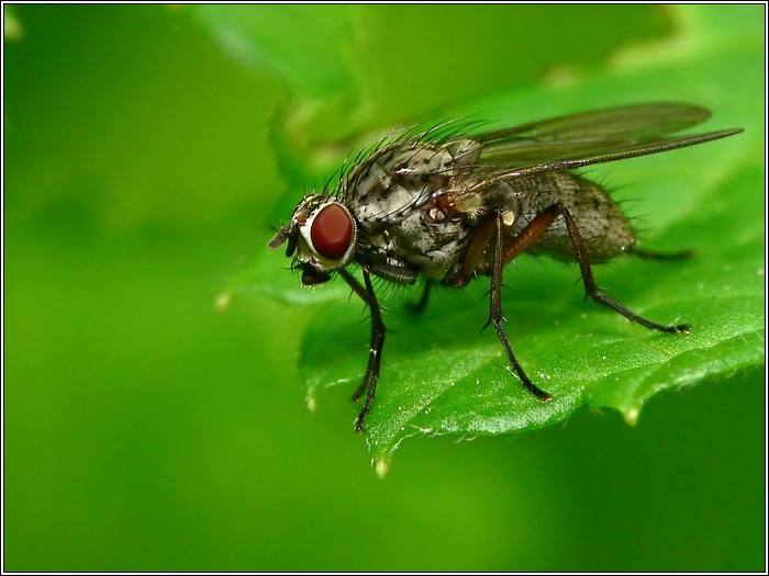 Fliege