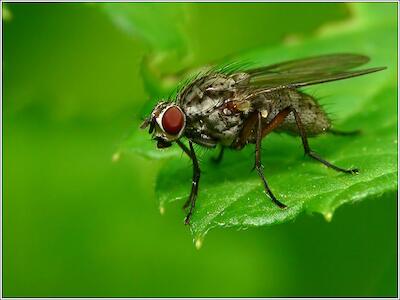 Fliege