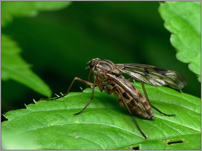 Schnepfenfliege