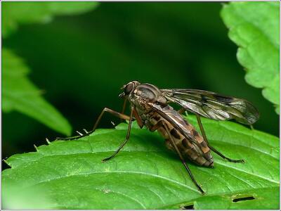 Schnepfenfliege
