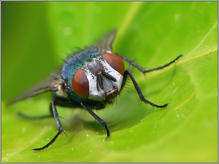 Schmeißfliege