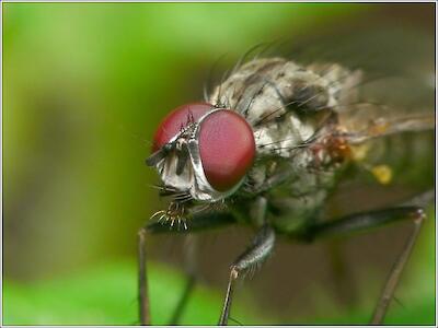 Fliege