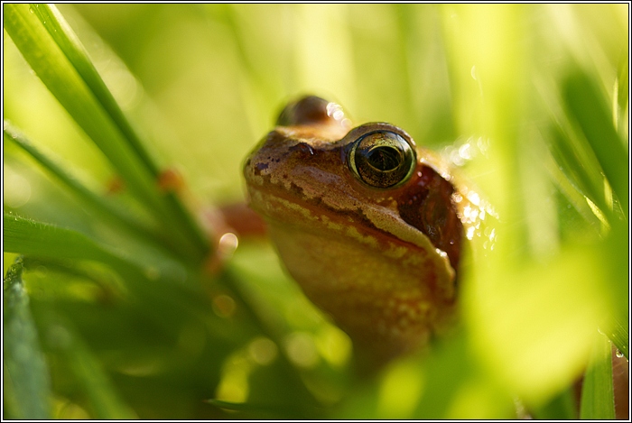 Grasfrosch