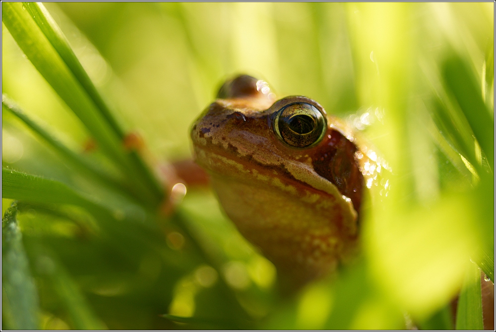 Grasfrosch