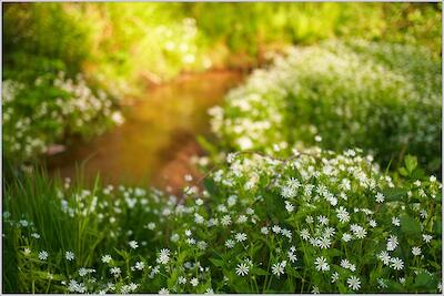 Frühling