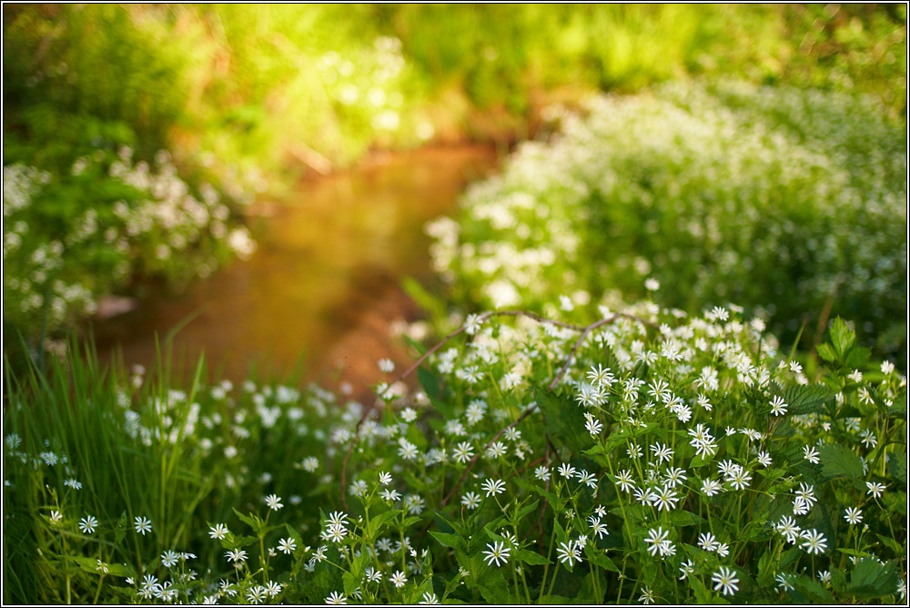Frühling