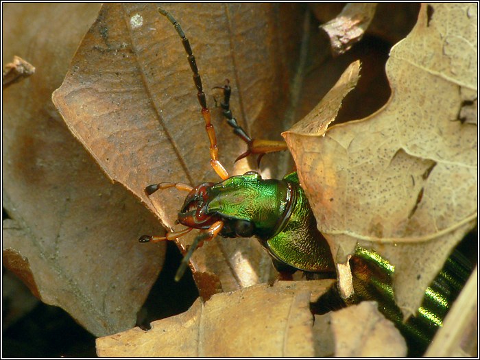 Goldlaufkäfer