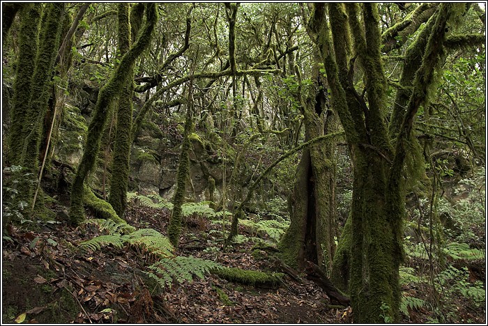 Gomera 04