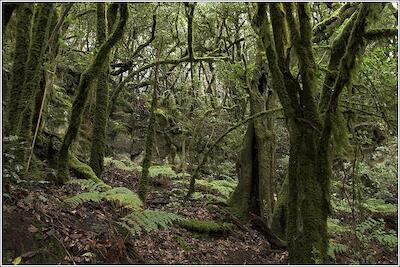 Gomera 04