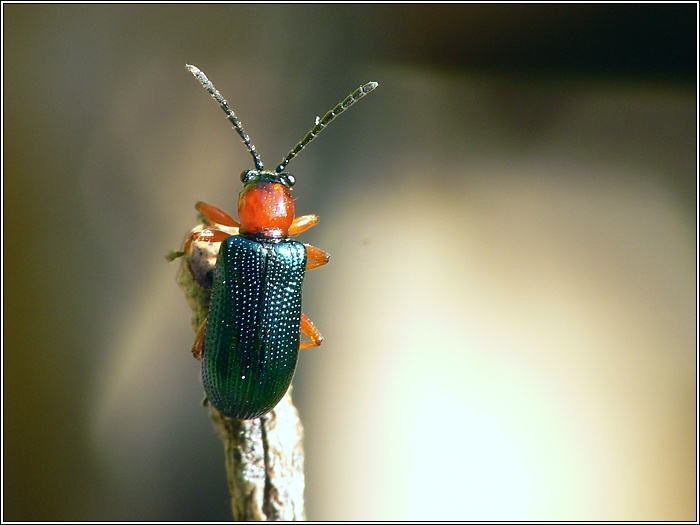 Getreidehähnchen