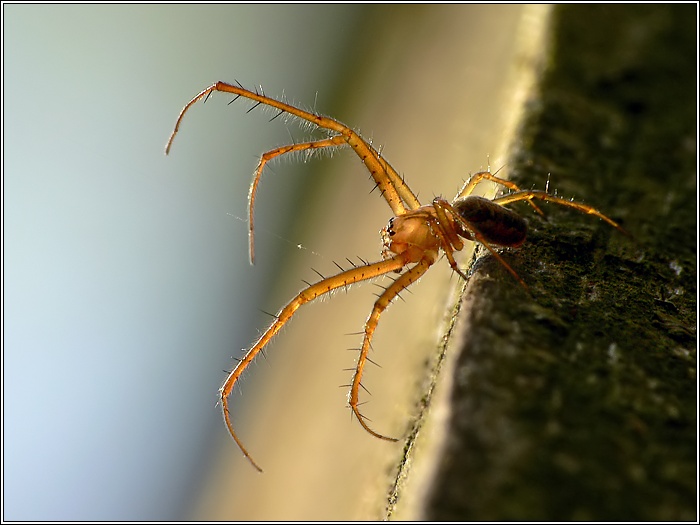 Herbstspinne