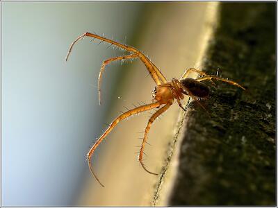 Herbstspinne