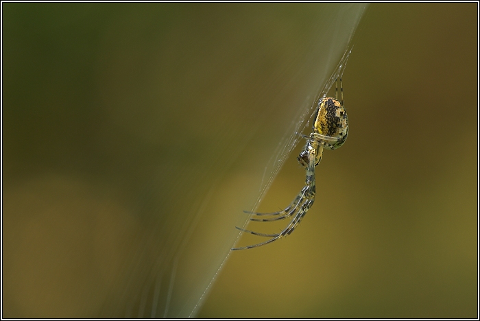 Herbstspinne