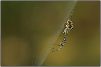 Herbstspinne