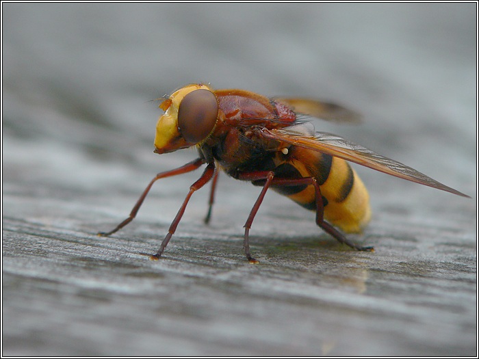 Hornissenschwebfliege