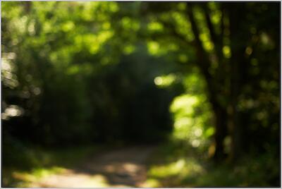 Sonniger Morgenspaziergang