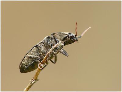 Sandschnellkäfer