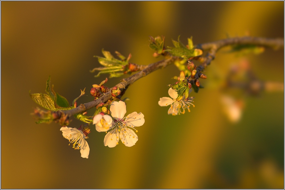 Blüten