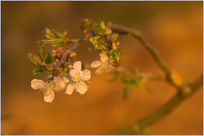 Blüten