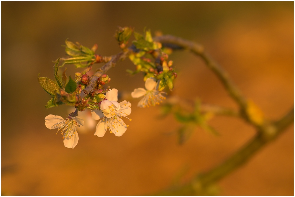 Blüten