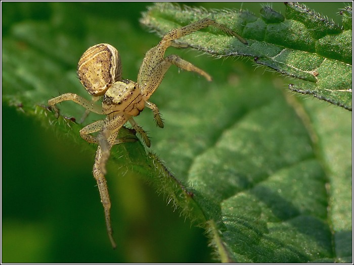 Krabbenspinne