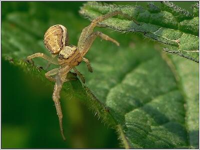 Krabbenspinne