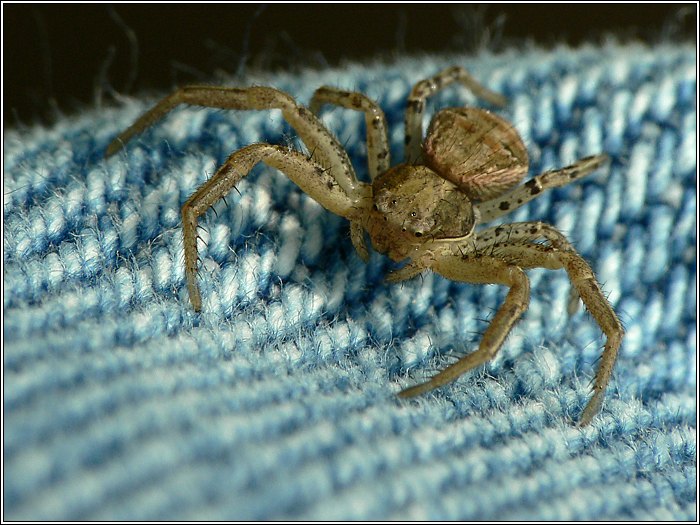 Krabbenspinne