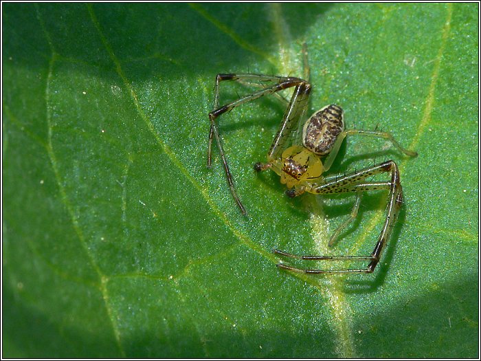 Grüne Krabbenspinne